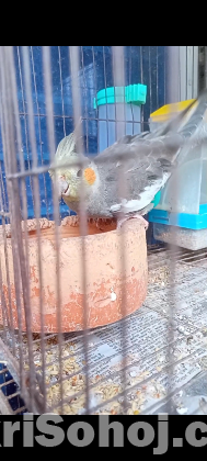Cockatiel Parrot Grey Baby Half tame